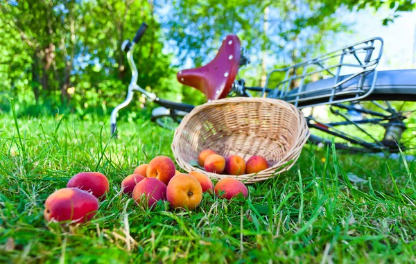 Dağınık kayısı — Stok fotoğraf