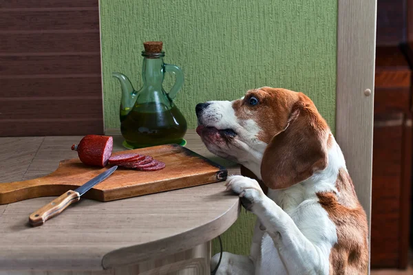 Keuken pilferer — Stockfoto