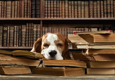 köpek Kitaplığı'nda