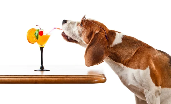 Dog in sunglasses drinks cocktail, isolated on white — Stock Photo, Image