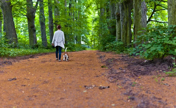 Женщина с биглом гуляет по парку — стоковое фото