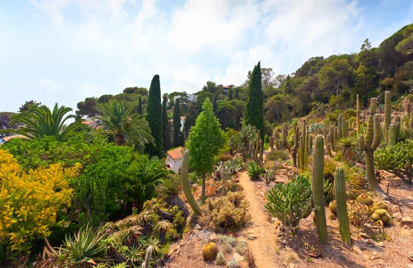 Jardín botánico en la costa mediterránea de España, Blanes — Foto de Stock