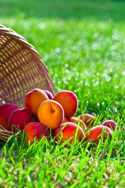 Albaricoques maduros en el jardín — Foto de Stock