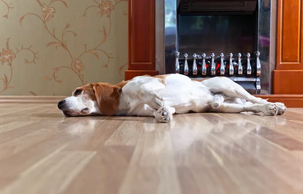 Dog near to a fireplace — Stock Photo, Image