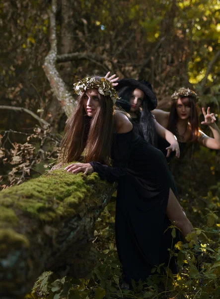 Brujas en el bosque oscuro —  Fotos de Stock