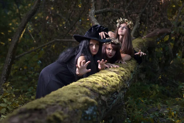 Brujas en el bosque oscuro — Foto de Stock