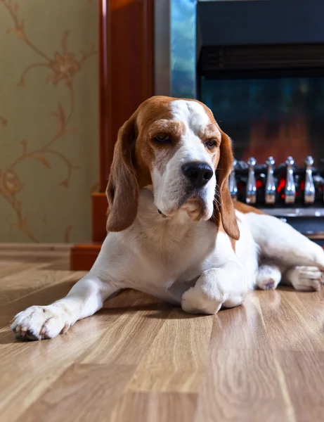 Hund in der Nähe eines Kamins — Stockfoto