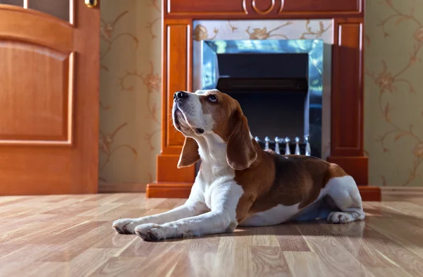 Dog near to a fireplace — Stock Photo, Image