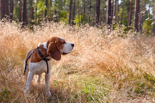 Beagle in forest — Stock Photo, Image