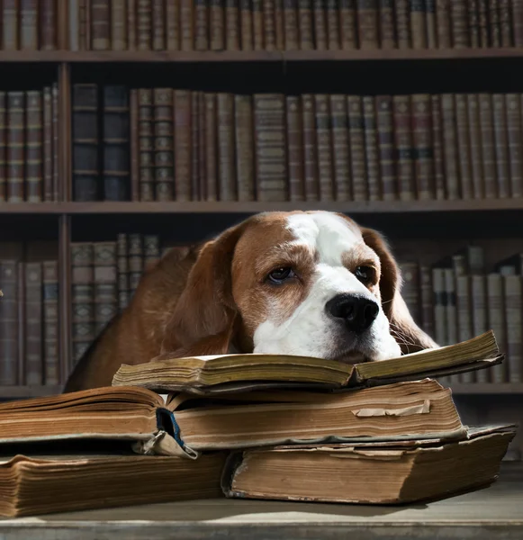 Very smart dog — Stock Photo, Image