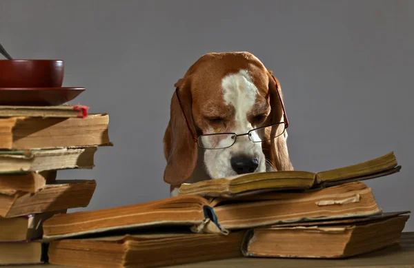 Very smart beagle — Stock Photo, Image