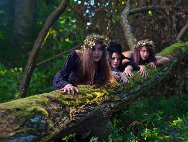 Bruxas na floresta escura — Fotografia de Stock