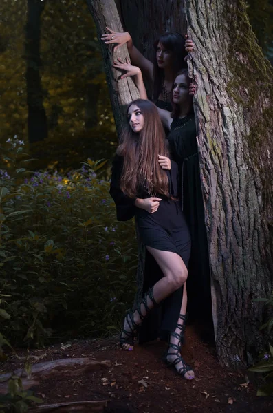 Brujas en el bosque oscuro — Foto de Stock