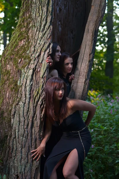 Sorcières dans la forêt sombre — Photo