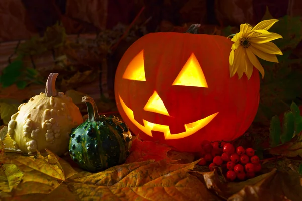 Pumpkins — Stock Photo, Image