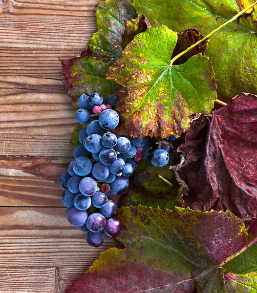 Blue grape — Stock Photo, Image