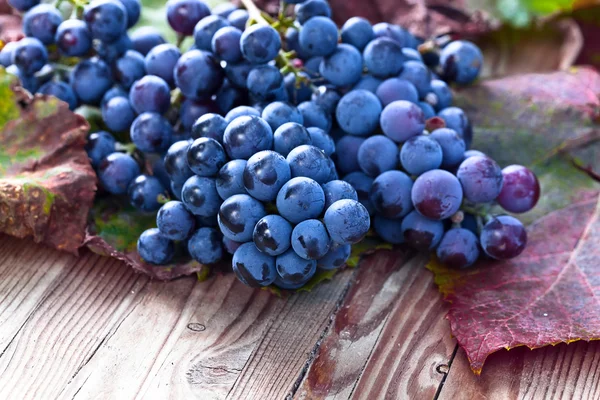 Blue grape — Stock Photo, Image