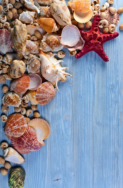 Sea shells — Stock Photo, Image