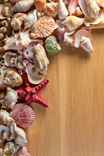 Sea shells — Stock Photo, Image