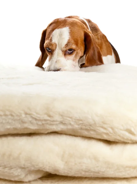 Beagle na wełniany koc — Zdjęcie stockowe