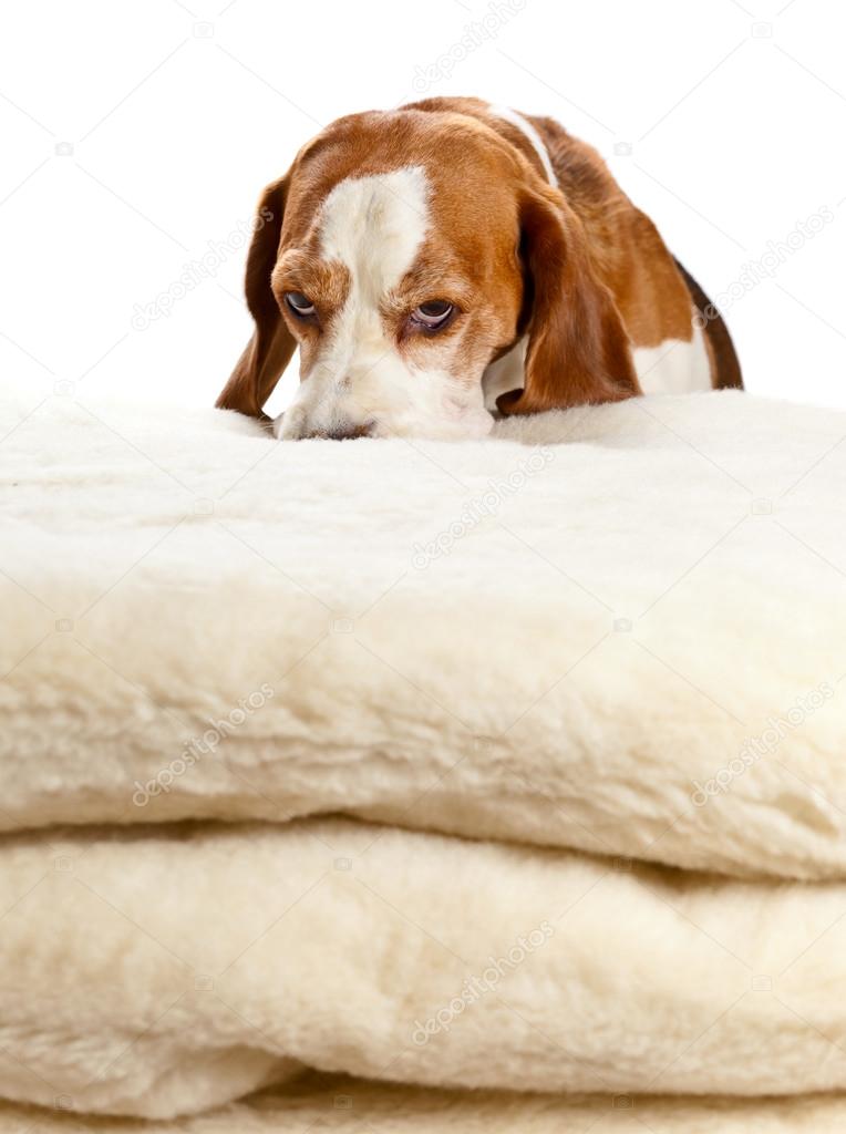 beagle on woolen blanket