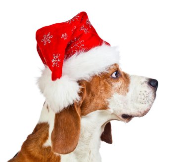 Noel Baba şapkası beyaz izole Beagle