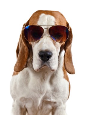 Beagle beyaz izole güneş gözlüğü