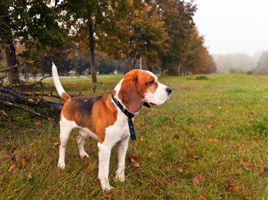Beagle orman