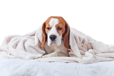 Hasta köpek.