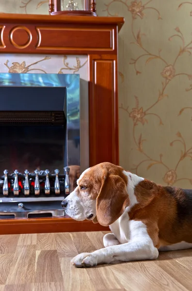 Dog near to a fireplace — Stock Photo, Image