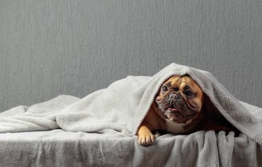 Arka plandaki gri duvarda gri battaniyenin altında yatan komik Fransız Bulldog. Boşluğu kopyala.