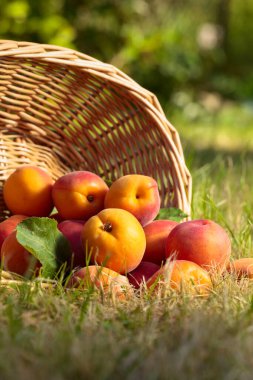 Bahçedeki çimlerin üzerinde taze kayısılar..