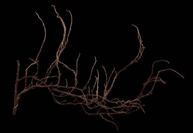 Karmaşık bir şekilde sarmalanmış bir çalılık siyah bir arka planda izole edilir..