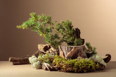 Çevre ürünleri için doğal ahşap, yosun ve ardıç dallarıyla kompozisyon. Ürününüzü bir kütüğe koyun. Boşluğu kopyala.