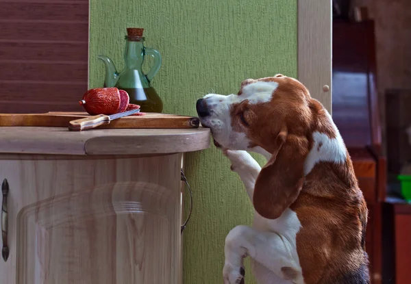 Beagle and salami — Stock Photo, Image