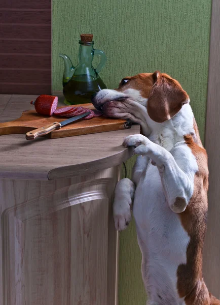 Beagle in keuken — Stockfoto