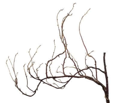 Karmaşık bir şekilde sarmalanmış bir çalılık beyaz bir arka planda izole edilir..