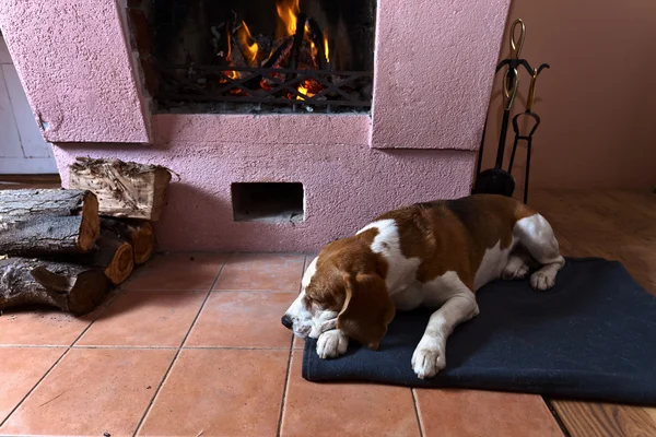 Cão descansando perto de um fireplac quente — Fotografia de Stock