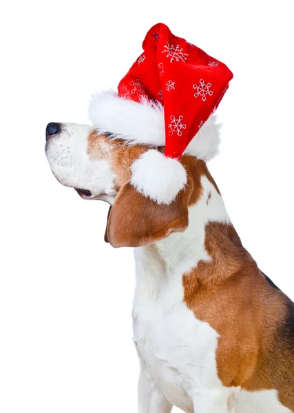 Beagle mit Weihnachtsmütze isoliert auf weiß — Stockfoto