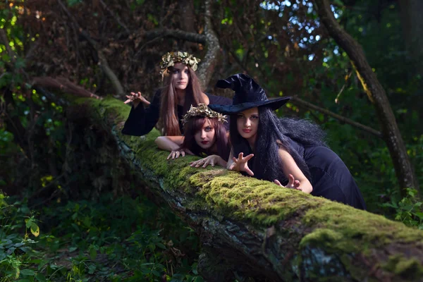 Brujas en el bosque oscuro — Foto de Stock