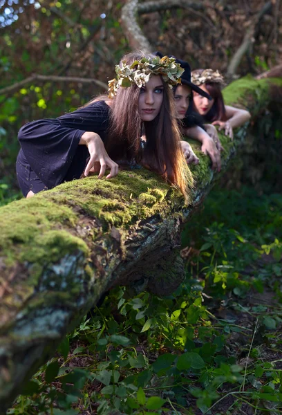 Três Bruxas Jovens Bonitas Na Floresta Escura Foto Royalty Free