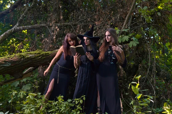 Tři čarodějky v lese — Stock fotografie