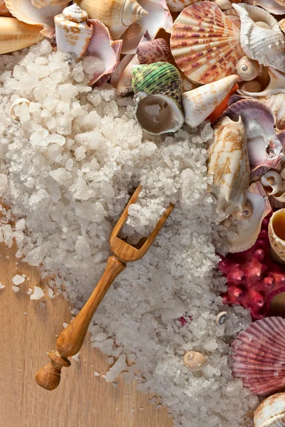 Sea salt with shells — Stock Photo, Image