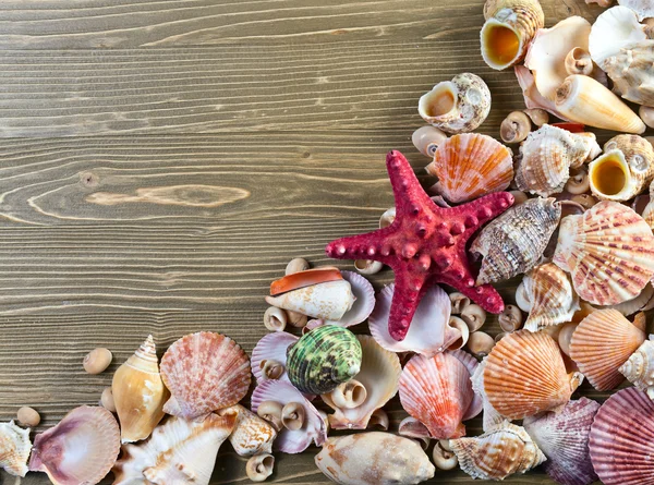 Sea shells on a old wooden table — Stock Photo, Image