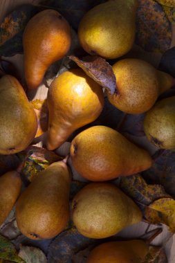 Kurutulmuş yaprakları ile sulu olgun armut