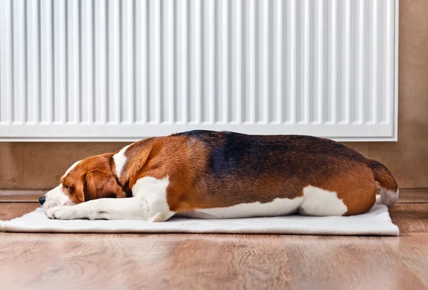 Cão descansando perto de um radiador quente — Fotografia de Stock