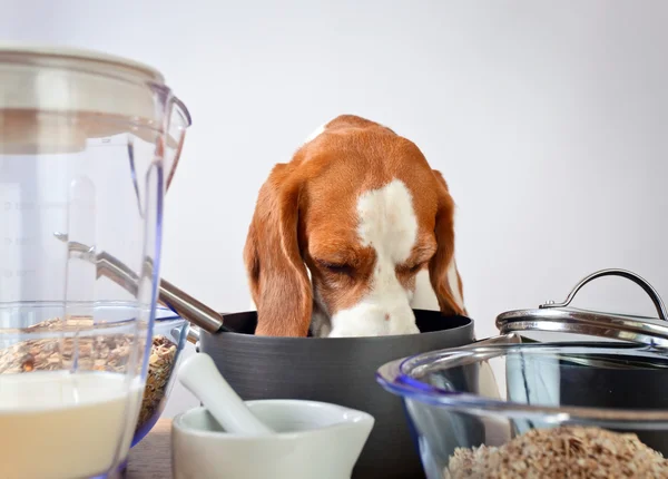 Beagle πίσω από ένα τραπέζι κουζίνας — Φωτογραφία Αρχείου