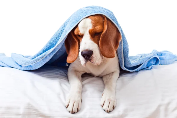 Cane molto malato su sfondo bianco — Foto Stock