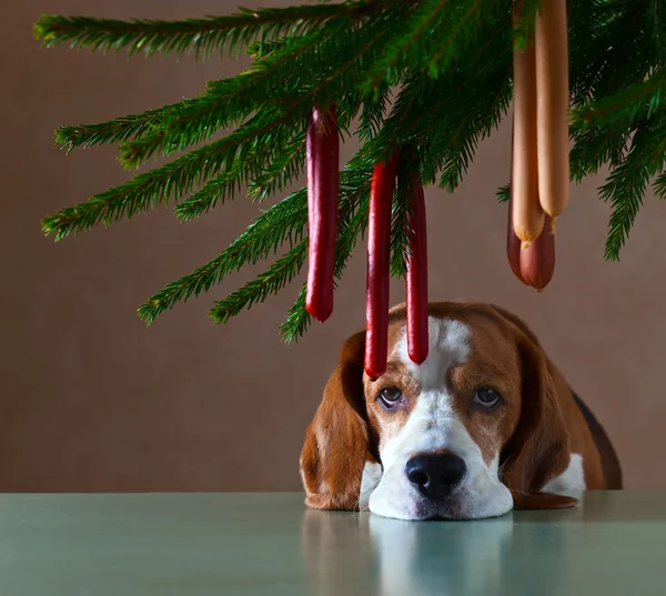 De eenzame hond — Stockfoto