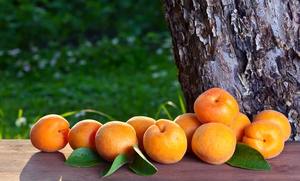 Sappige rijp abrikozen in tuin — Stockfoto